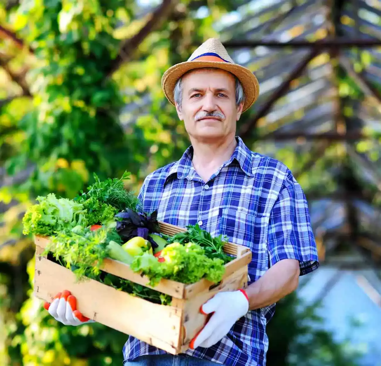 Producteur avec caisse de légumes