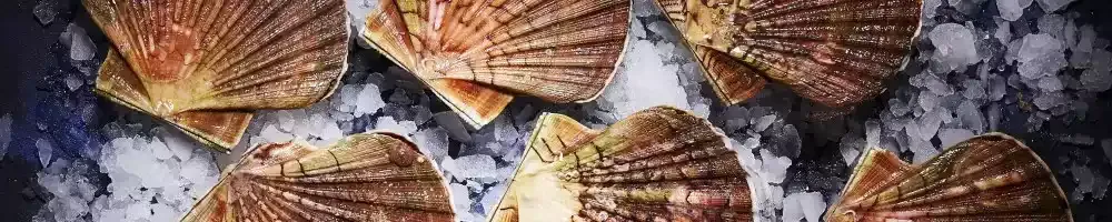 perle de mariejo coquillage